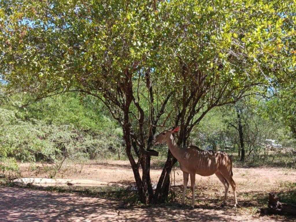 Marloth Cottage Marloth Park Exterior photo